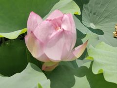 -陈家山荷花公园