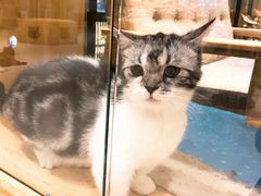 -藏猫猫咖啡主题馆(中央大道店)