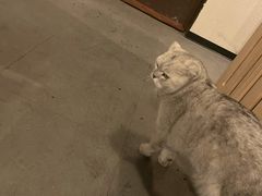 -Mr.Fox狐狸先生超级密室(南山店)