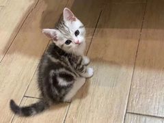 -萌宠之家·腊肠犬·马尔泰·小体犬舍