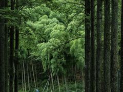 -莫干山风景区