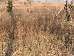 -盐城丹顶鹤湿地生态旅游区