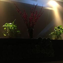 -史云逊养发护发