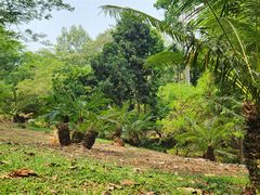 -中国科学院西双版纳热带植物园