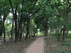 -南宁良凤江国家森林公园