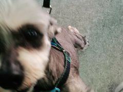 -安安宠医·安宠宠物医院