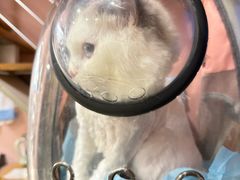 -车接车送·寄养洗护·德文猫舍(大宁店)