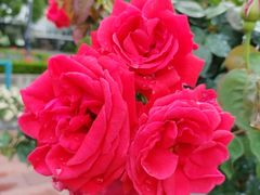 -世纪公园-世纪春沁园