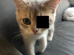 -房东的猫宠物生活馆