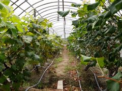 -马陆小张葡萄园农家乐