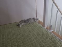 -中农国际动物医院24小时·猫科·骨科·急重症中心