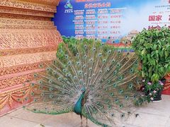 -西双版纳勐泐文化旅游区