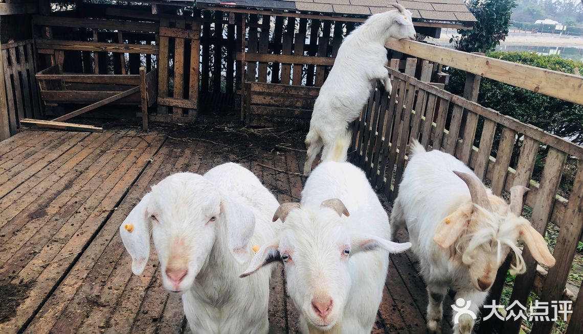 羊咩咩超级可爱 - 吃喝玩乐精选