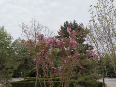 -黄村公园