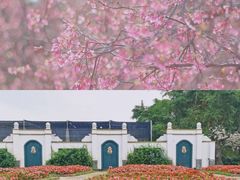 -天适樱花悠乐园