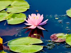 -莲花池公园
