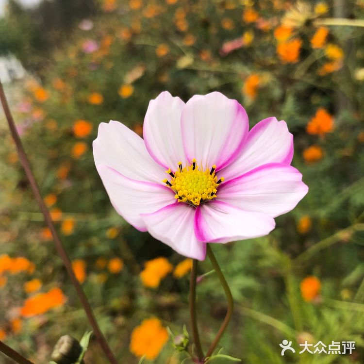 ️周三，午安！ 喜欢秋高气爽的季节  阳光明媚