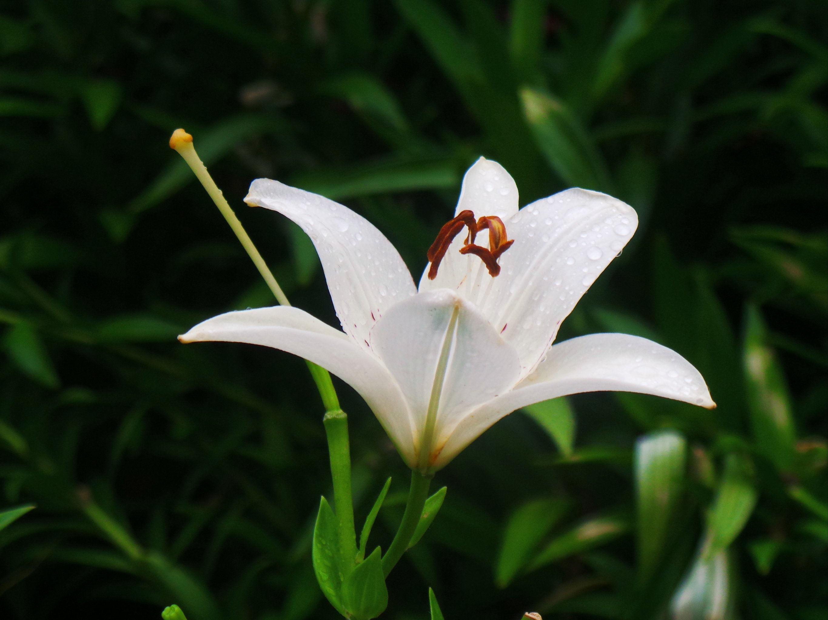 百合花开放的样子图片