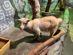 -Zoolung Zoolung动物主题公园(海信广场店)