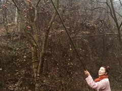 -终南山国家森林公园