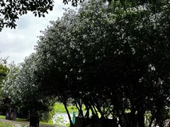 -荷塘月色湿地公园·向阳花洲