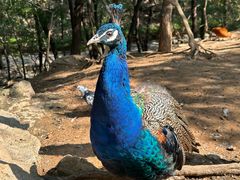 -燕塞湖鸟语林景区
