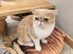 -飞行喵MR PILOT|猫舍·猫咖(静安大融城店)