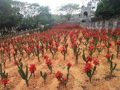 -松山湖梦幻百花洲