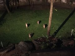 -清迈夜间动物园