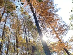 -番禺大夫山森林公园