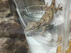 -酷以爬仙阁实体爬宠店·守宫·蜥蜴·专业繁育