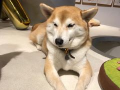 -柴务处·柴犬主题狗咖