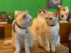-李小姐の猫咖啡馆(五角场店)