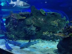 -江和美海洋公园