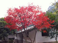 -林坑古村落