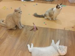 -COLOR PETS 撸猫馆·购猫·猫咖(长风大悦城店)