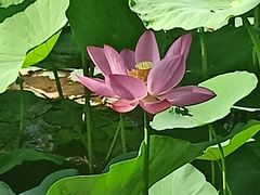 -大宁郁金香公园-停车场