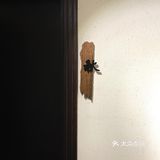 广州探店小缘屋独栋日式料理[悠闲]
