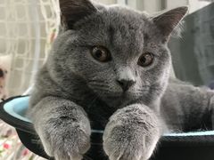 -猫亿天猫咖
