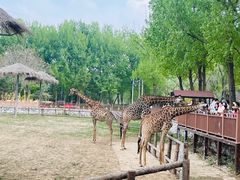 -北京野生动物园