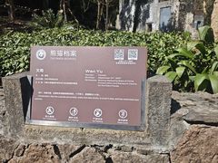 -都江堰中华大熊猫苑