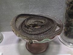 -广东中医药博物馆
