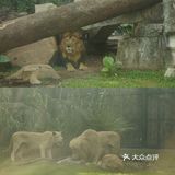 广州·越秀｜广州动物园🦍门票20元🦍