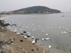 -烟墩角天鹅湖