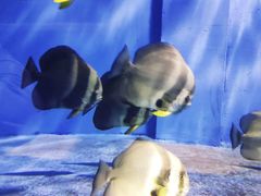 -北戴河圣蓝海洋公园