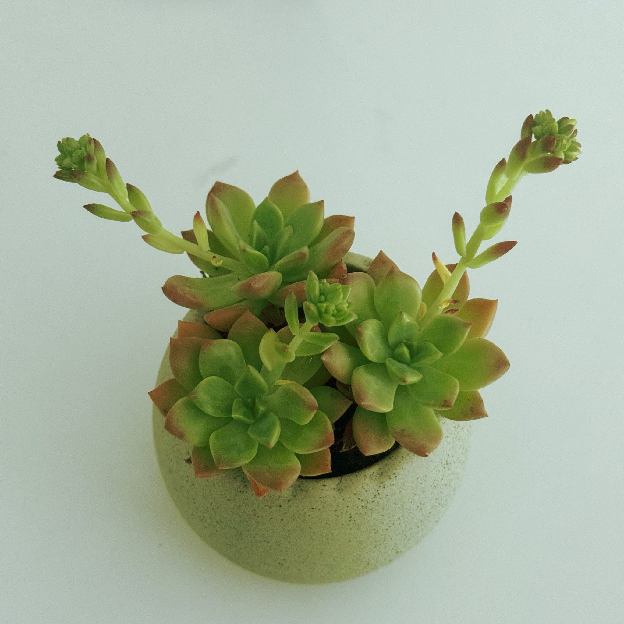 春天～就是多肉冒新芽🌱