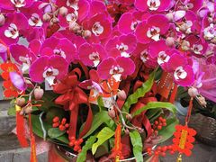 -溪岸路花鸟市场