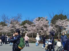 -顾村公园3号门停车场