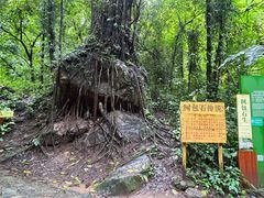 -莫里热带雨林景区