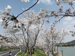 -羊山湖公园